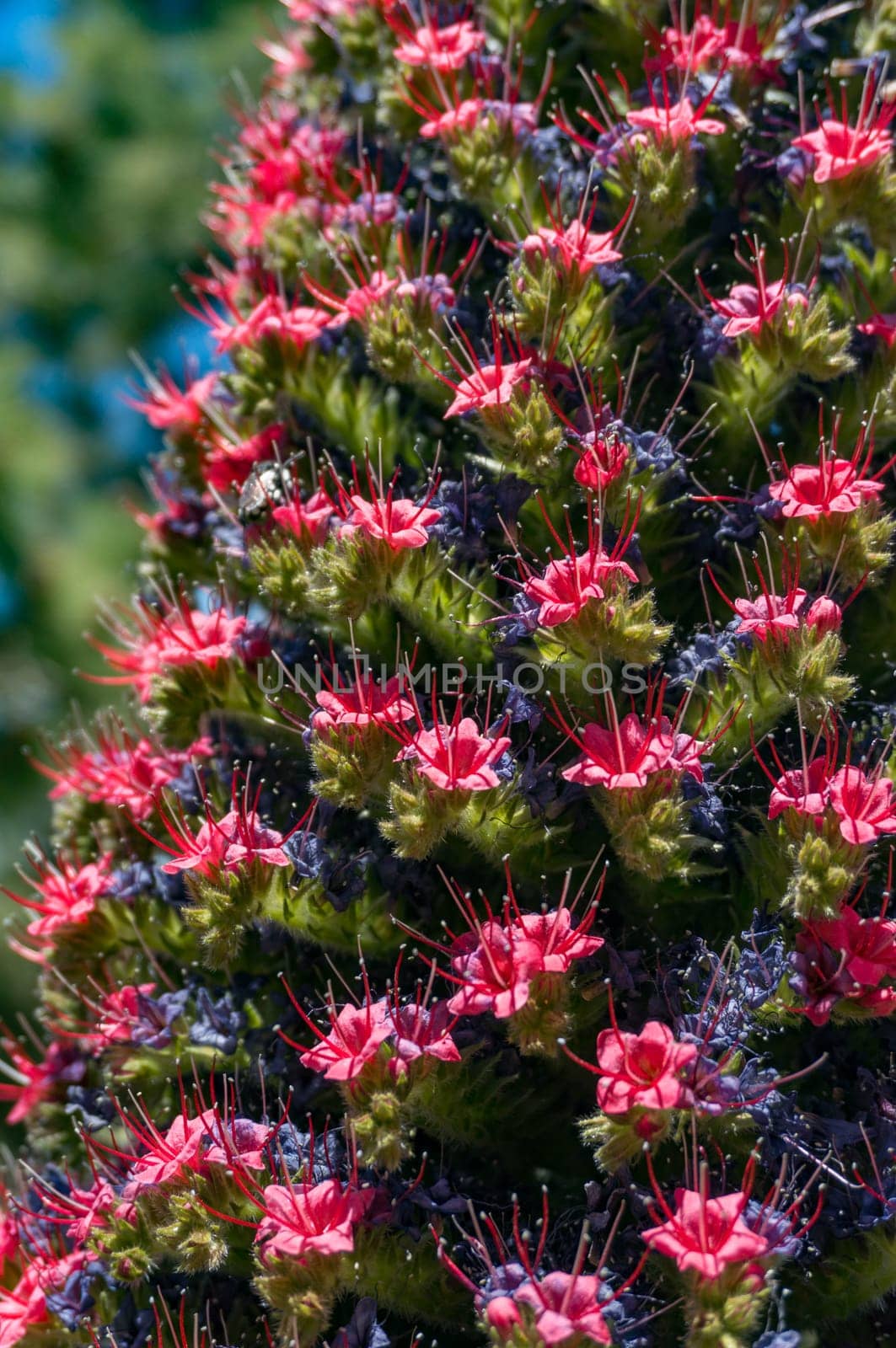 Closeup of tajinaste rojo or red bugloss. Cone with many purple and red flowers by amovitania