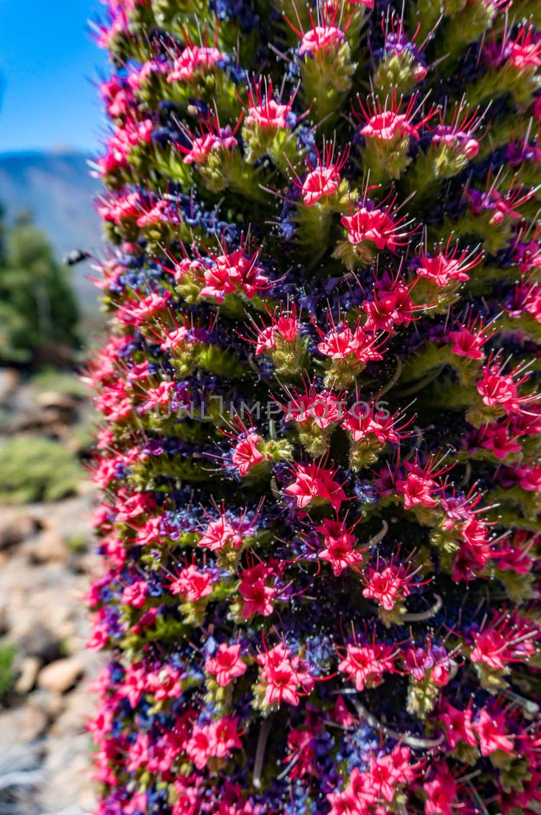 Closeup of tajinaste rojo or red bugloss. Exotic tower flower with many blue or purple and red flowers. Endemic to Canary islands echium wildpretii, tower of jewels, Tenerife or Mount Teide bugloss