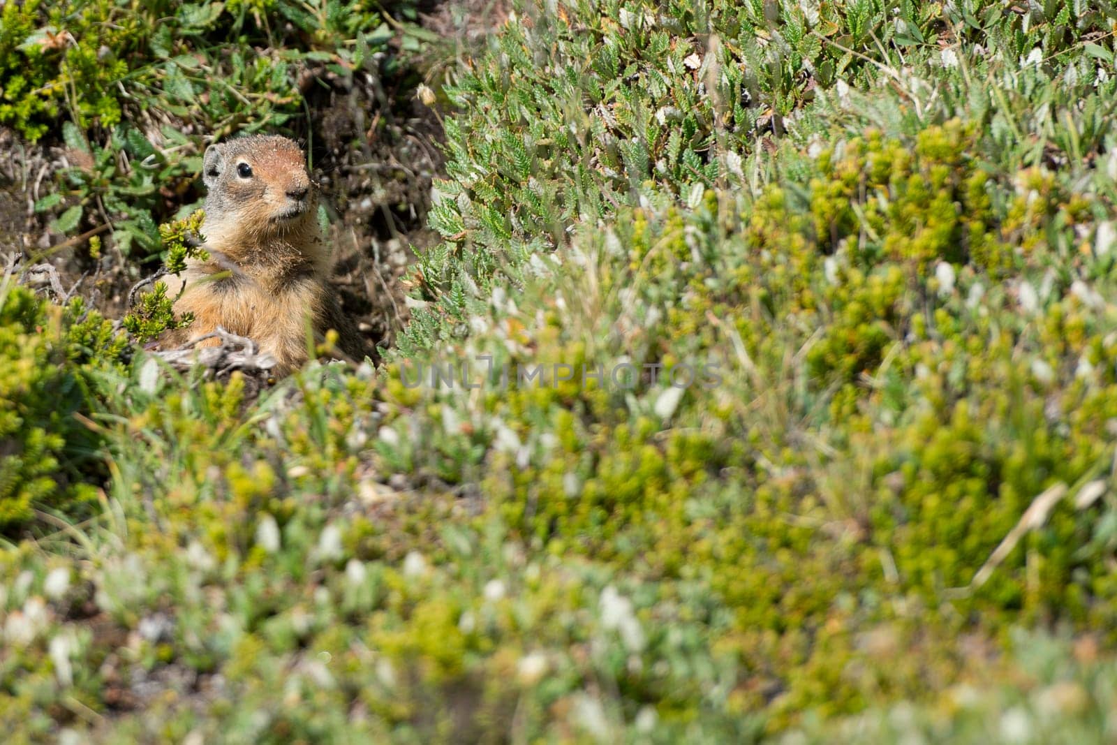 Ground squirrel portrait while looking at you