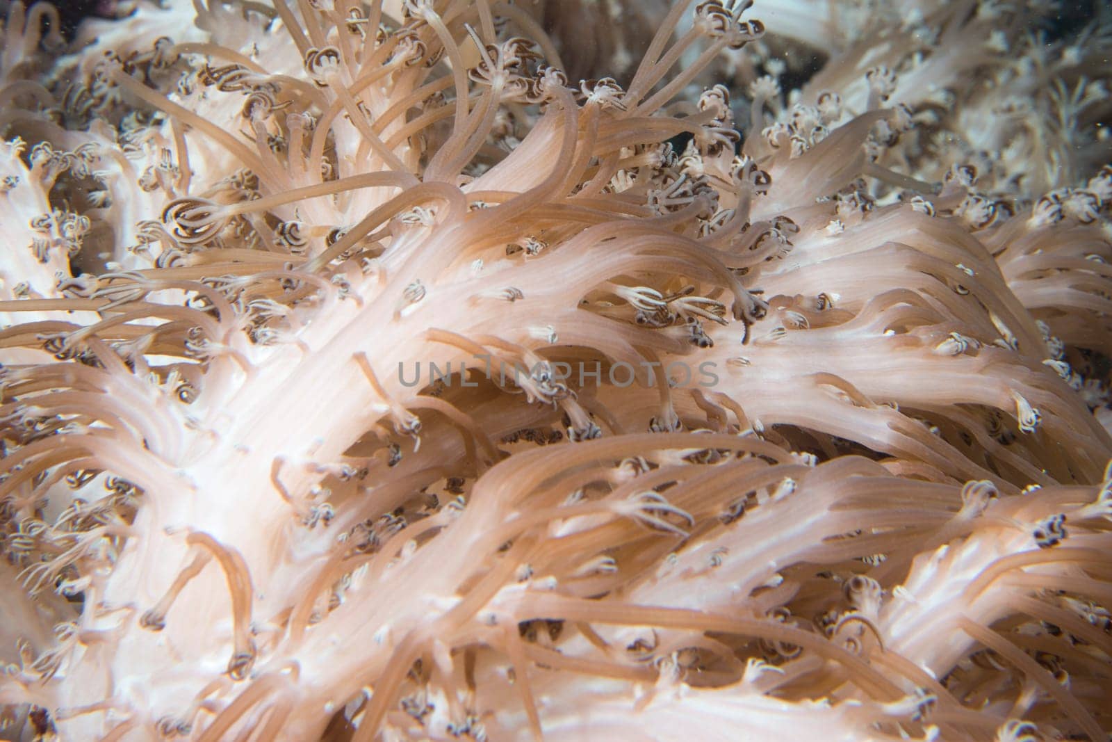 Soft Coral Tentacles underwater macro