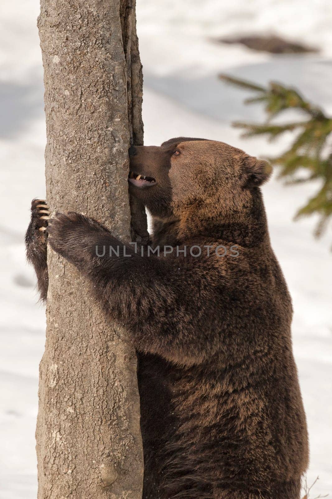 A black bear brown grizzly in the snow background by AndreaIzzotti