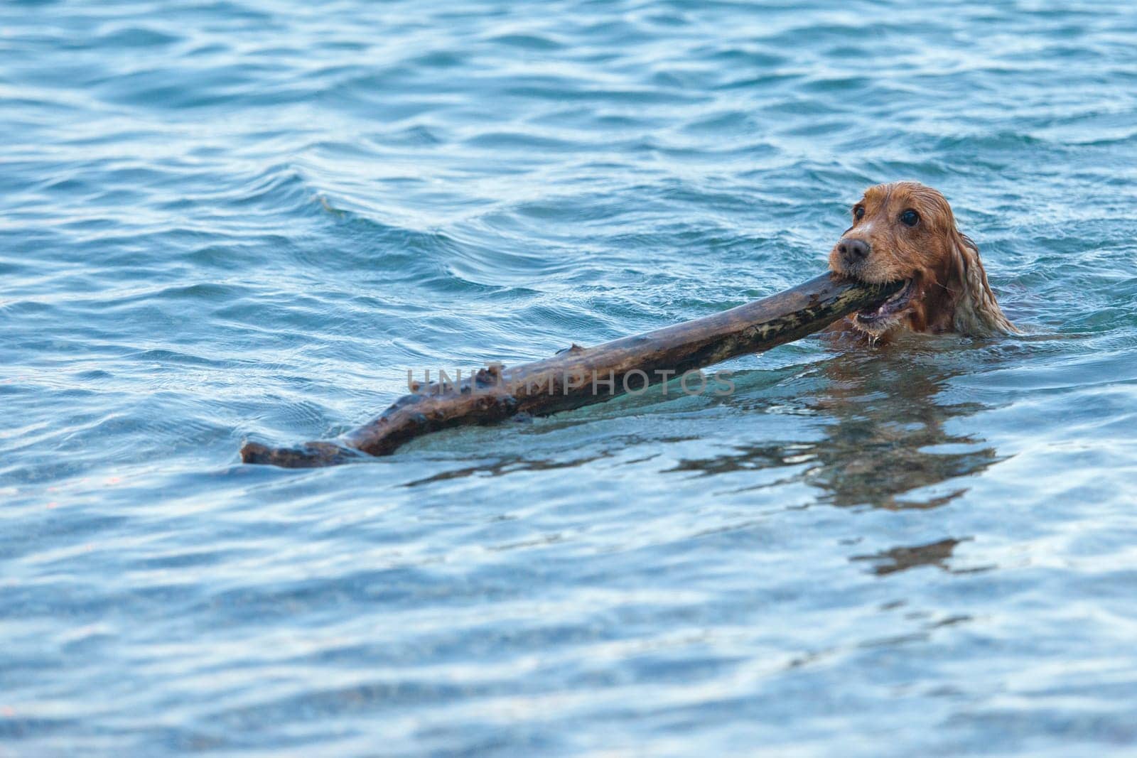 Puppy dog cocker spaniel playing on the beach by AndreaIzzotti