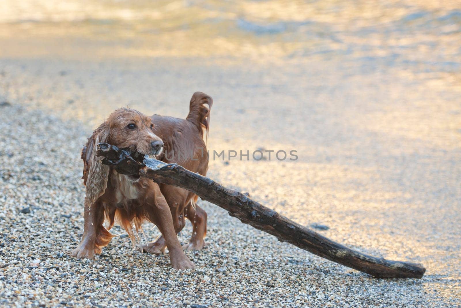 English cocker spaniel while playing on the beach with a wood