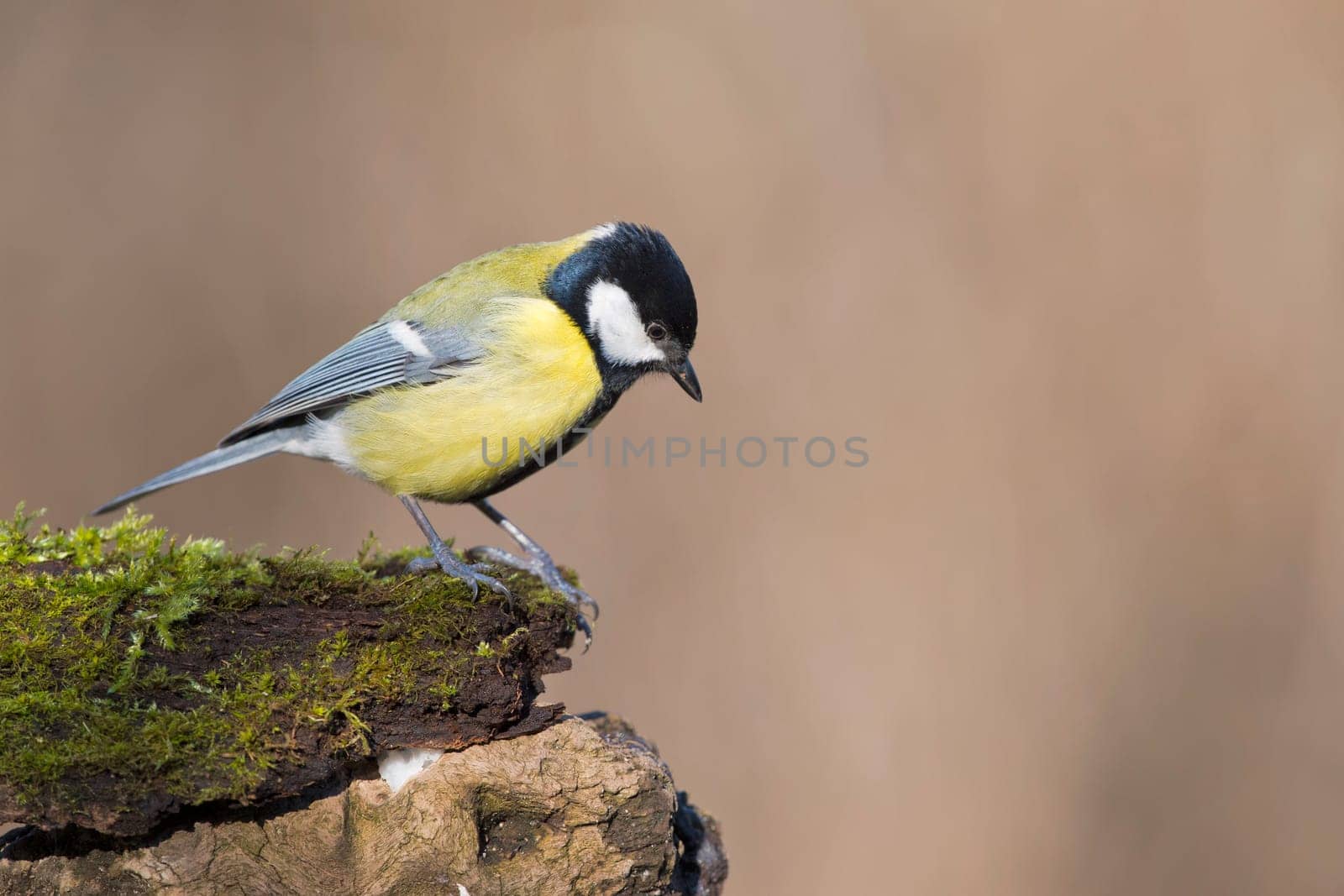 great blue tit on the brown background by AndreaIzzotti