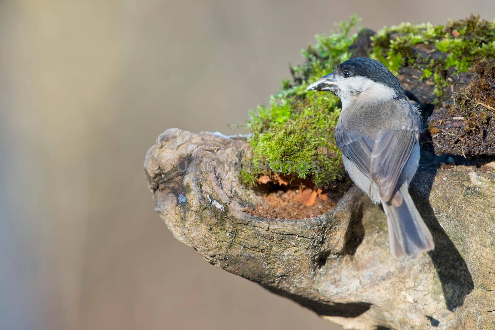 grey tit on the brown background by AndreaIzzotti