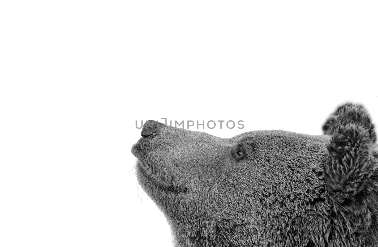 Bear brown grizzly portrait in the snow while looking at you