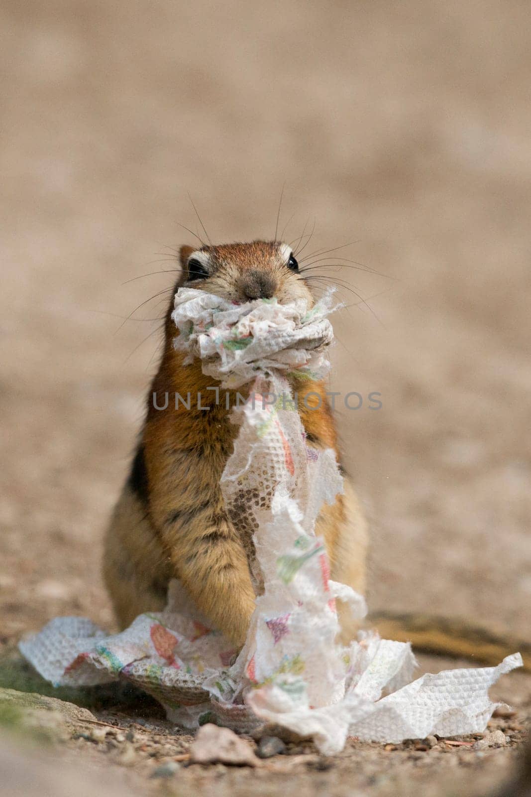 Ground squirrel portrait while eating paper by AndreaIzzotti