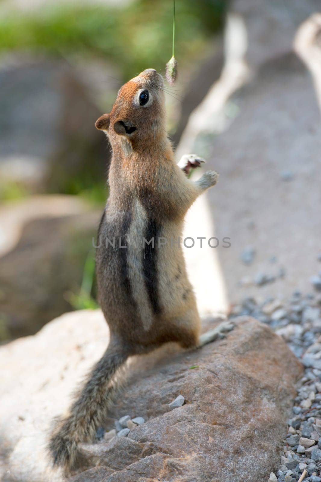 Ground squirrel portrait while looking at you