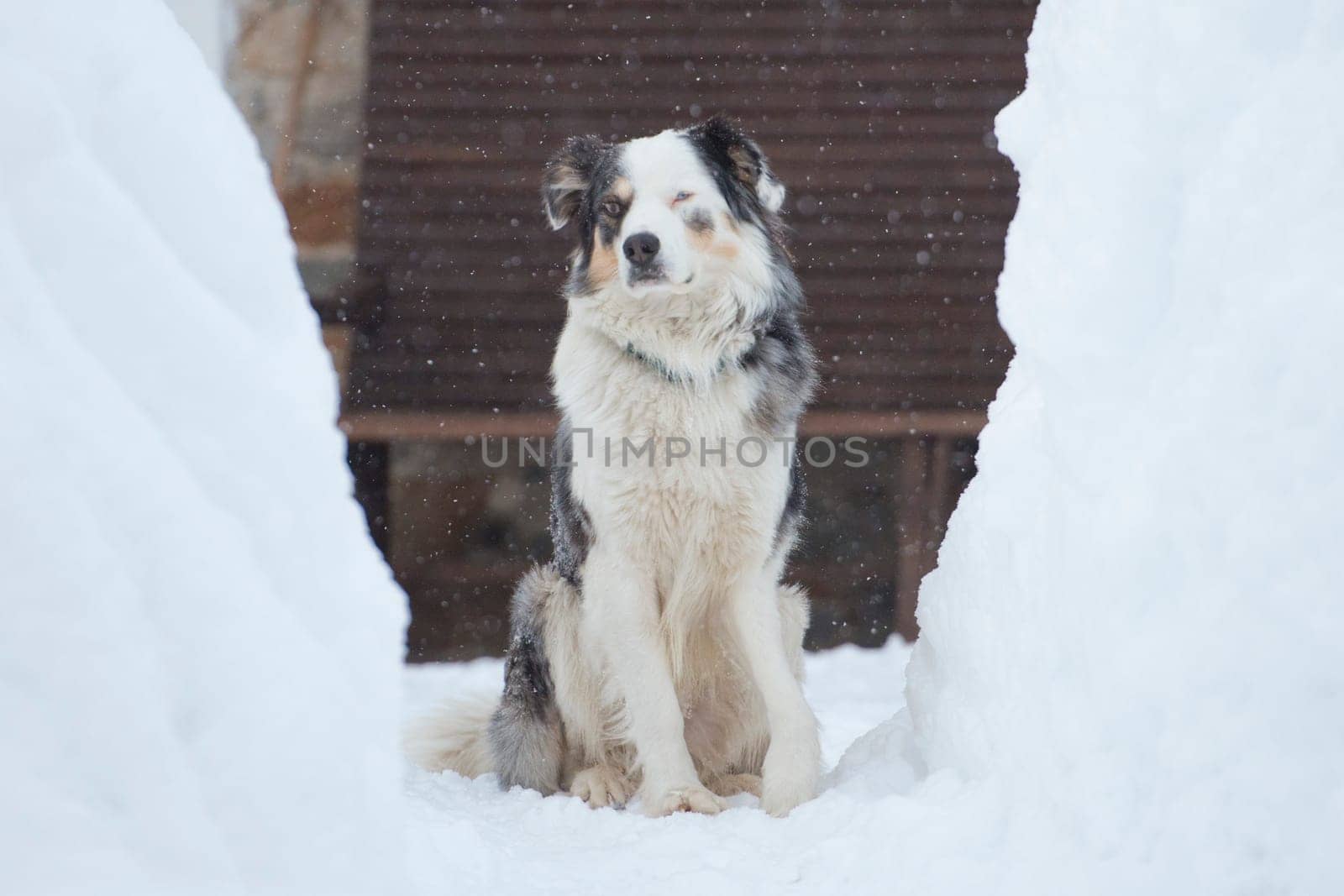 blue eyed dog looking at you on the snow in winter time