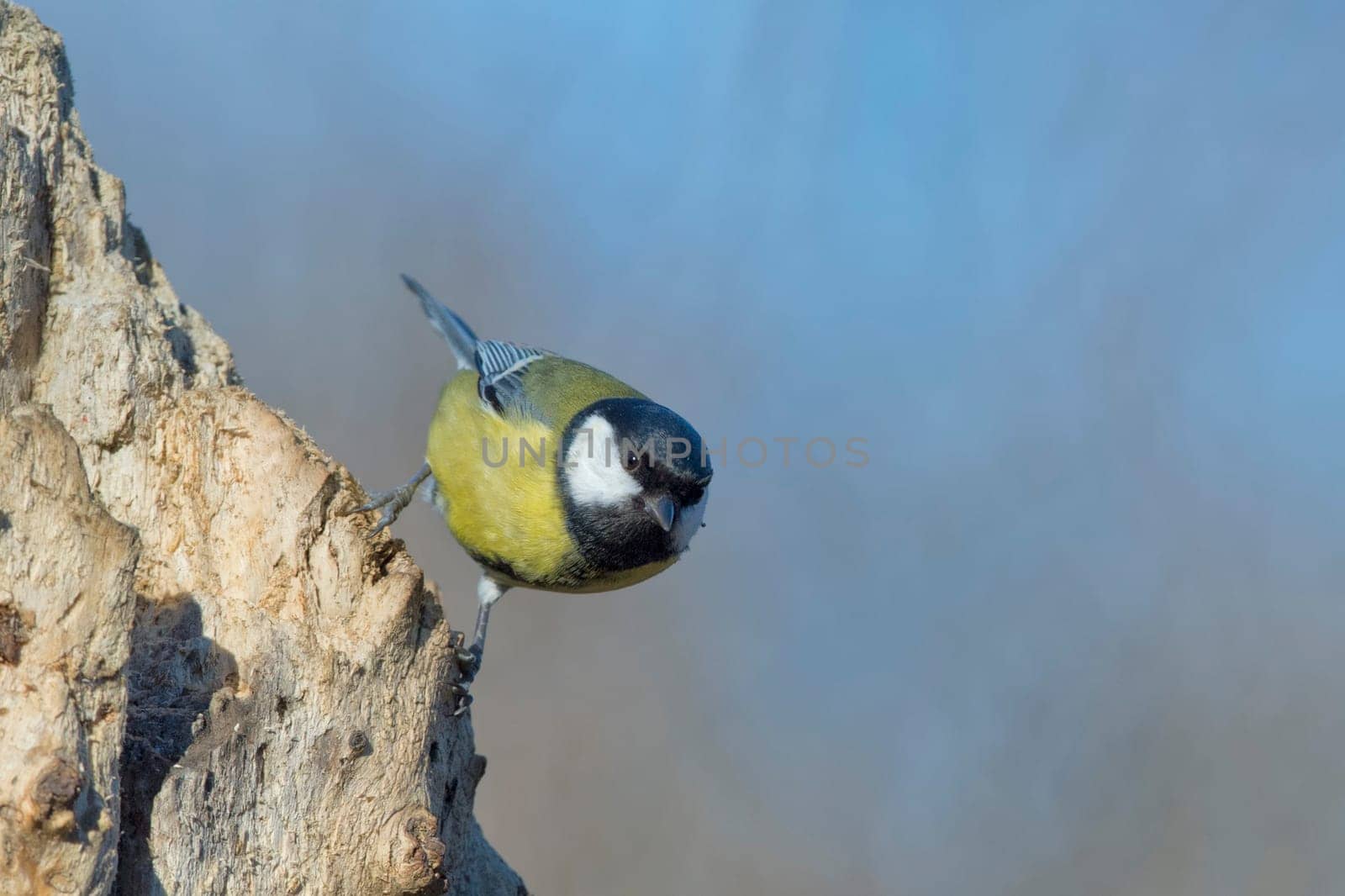 great blue tit bird portrait while looking at you