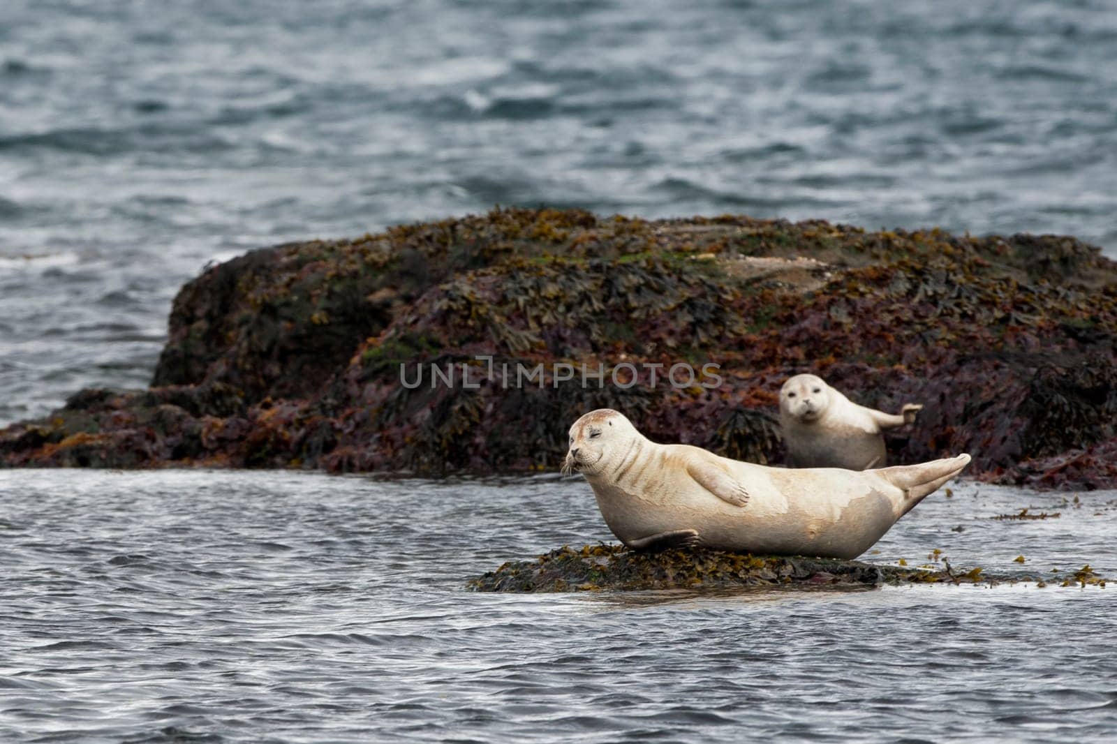 A seal while relaxing on a rock by AndreaIzzotti