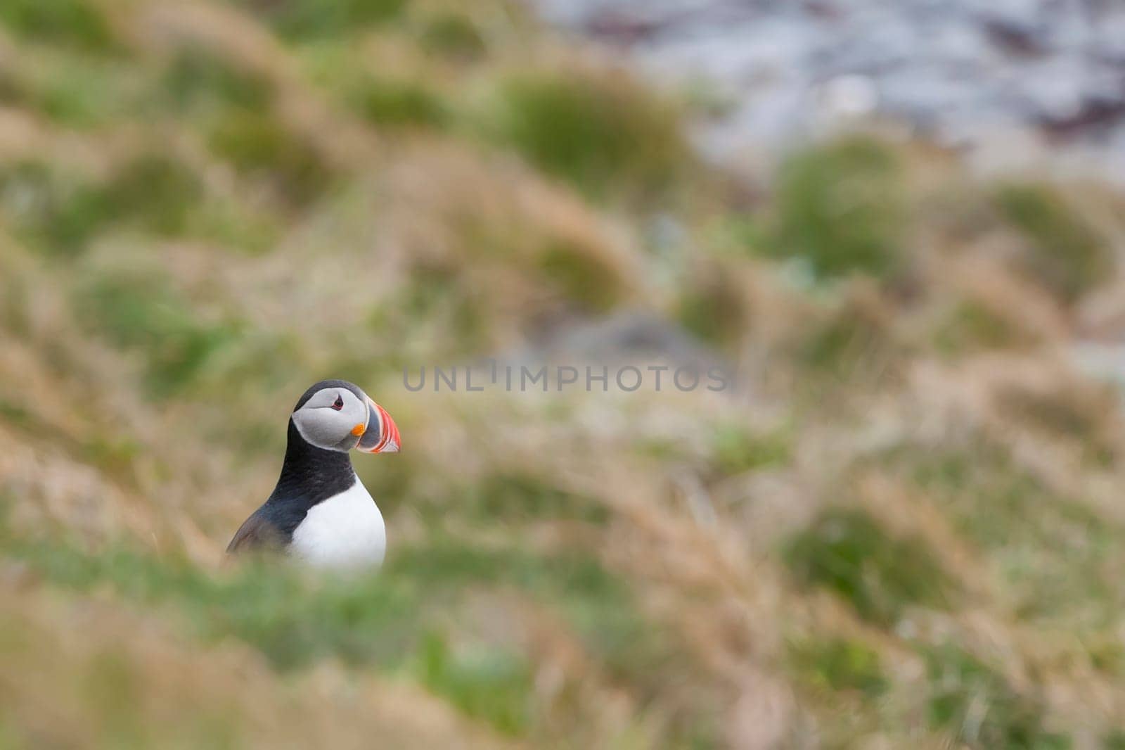 Puffin Portrait in iceland on grey and green background