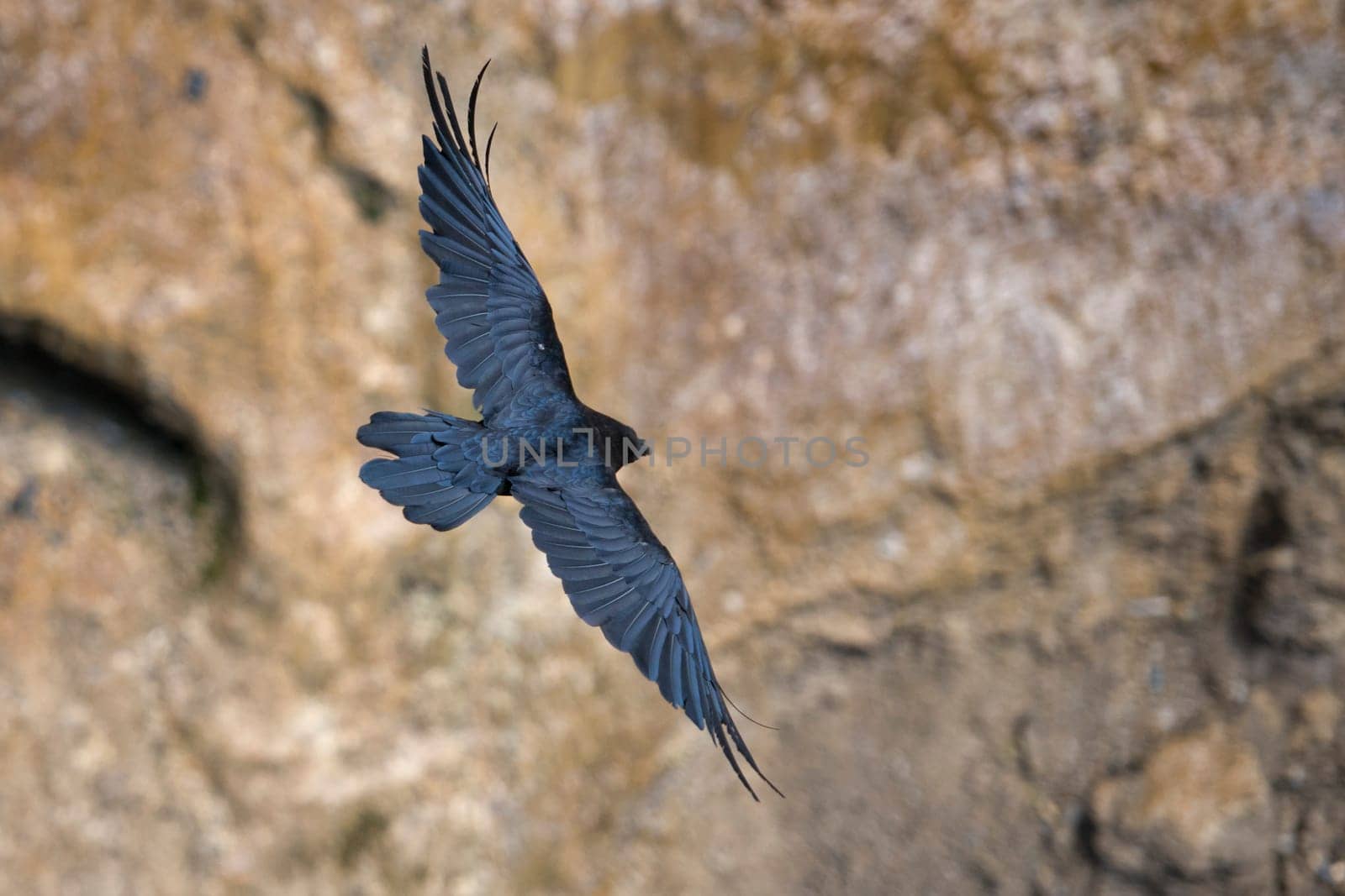 black crow flying by AndreaIzzotti