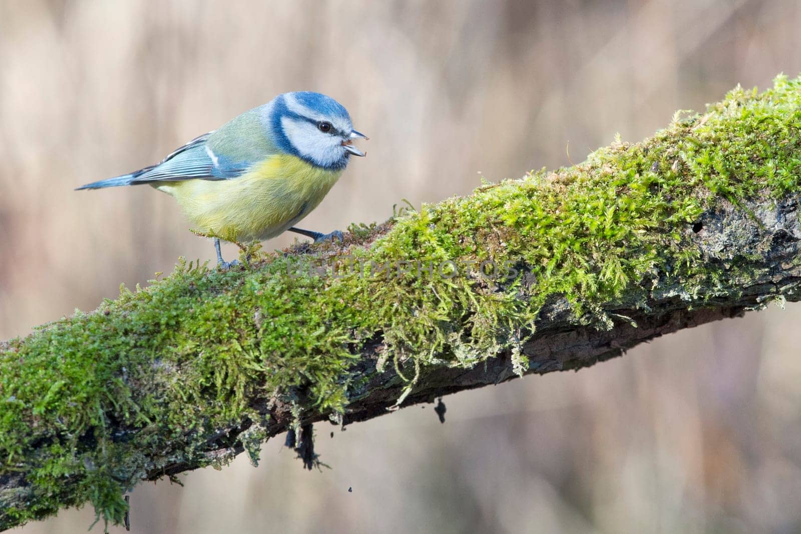 great blue tit by AndreaIzzotti