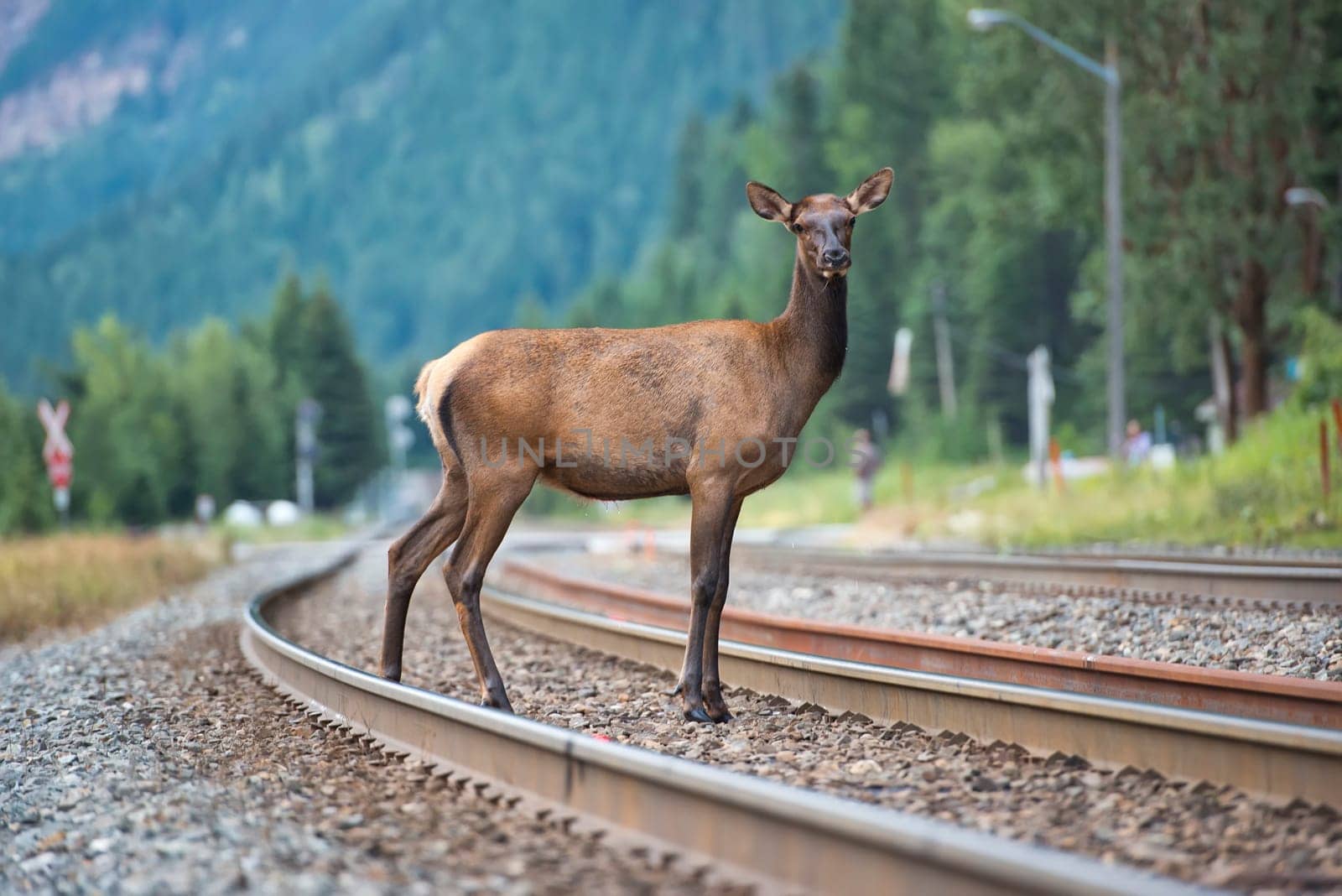 elk deer while crossing railway in Canada