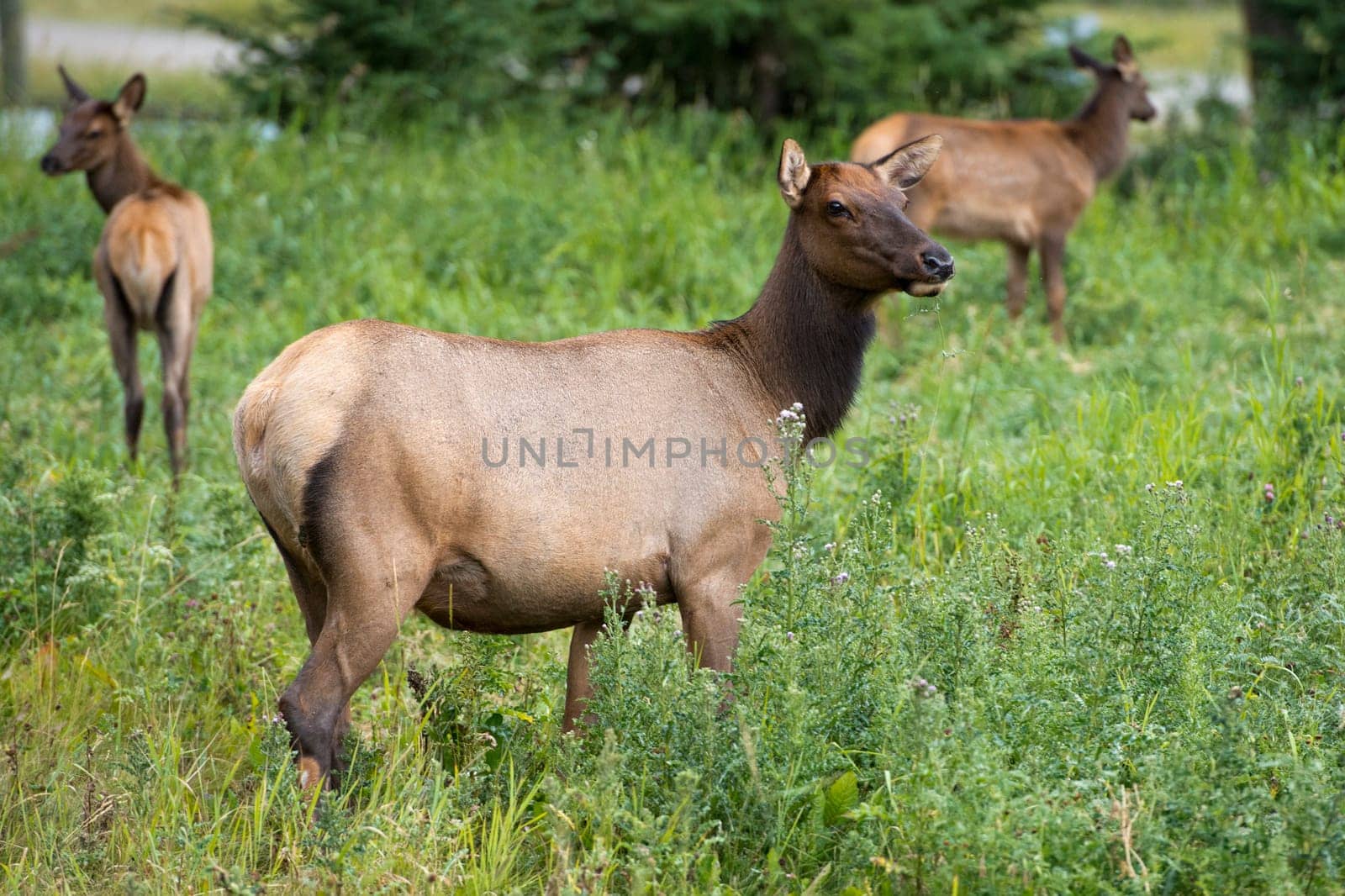 elk deer while looking at you