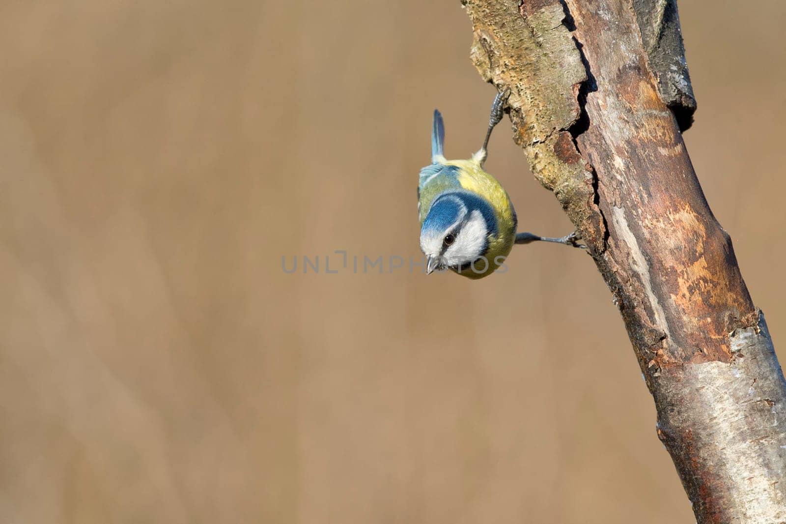 great blue tit by AndreaIzzotti