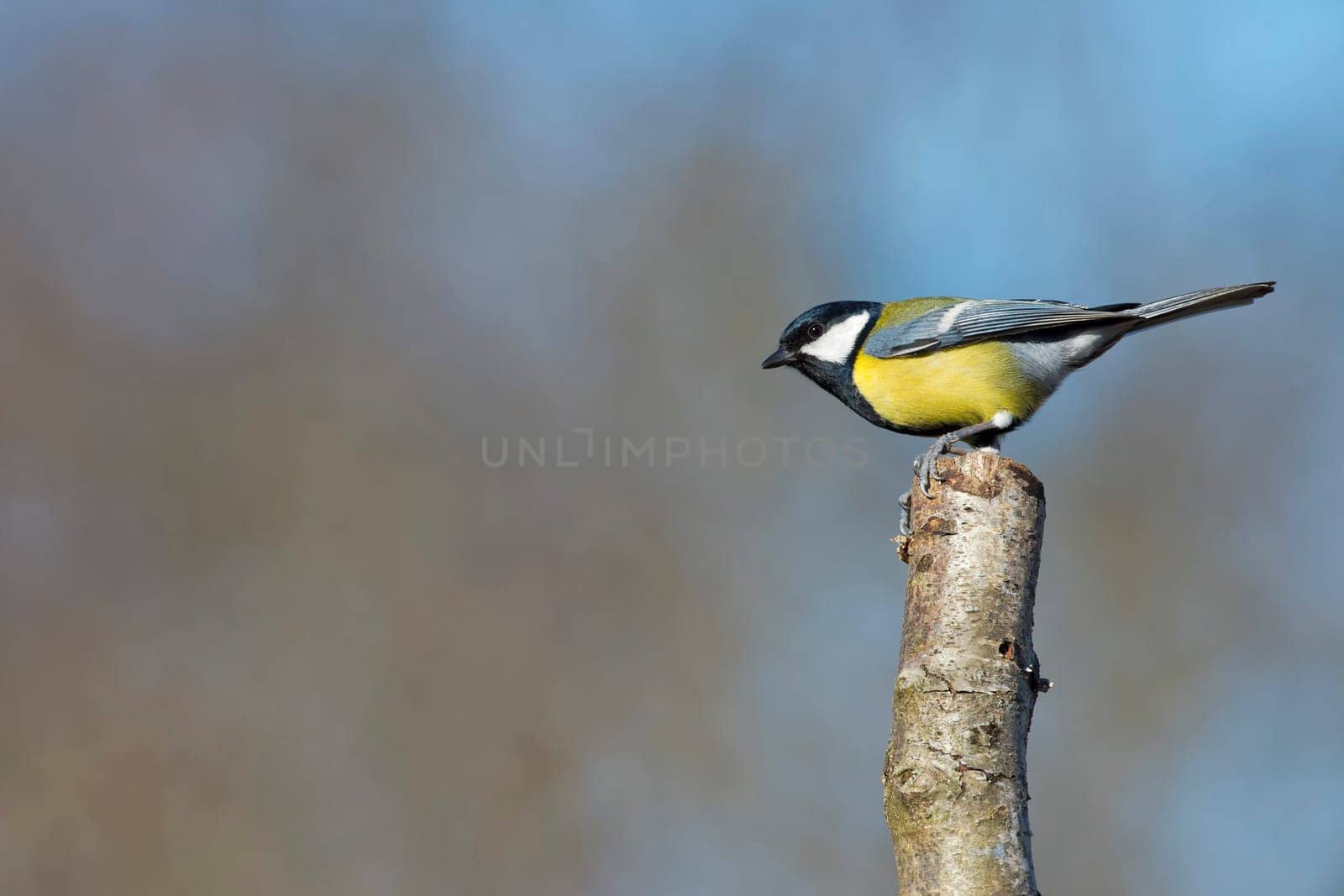 great tit portrait while looking at you