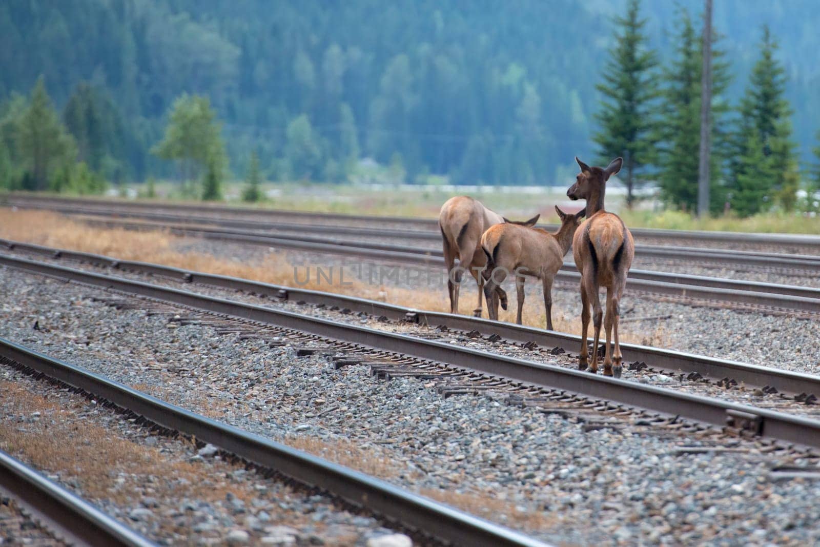 elk deer while crossing railway in Canada