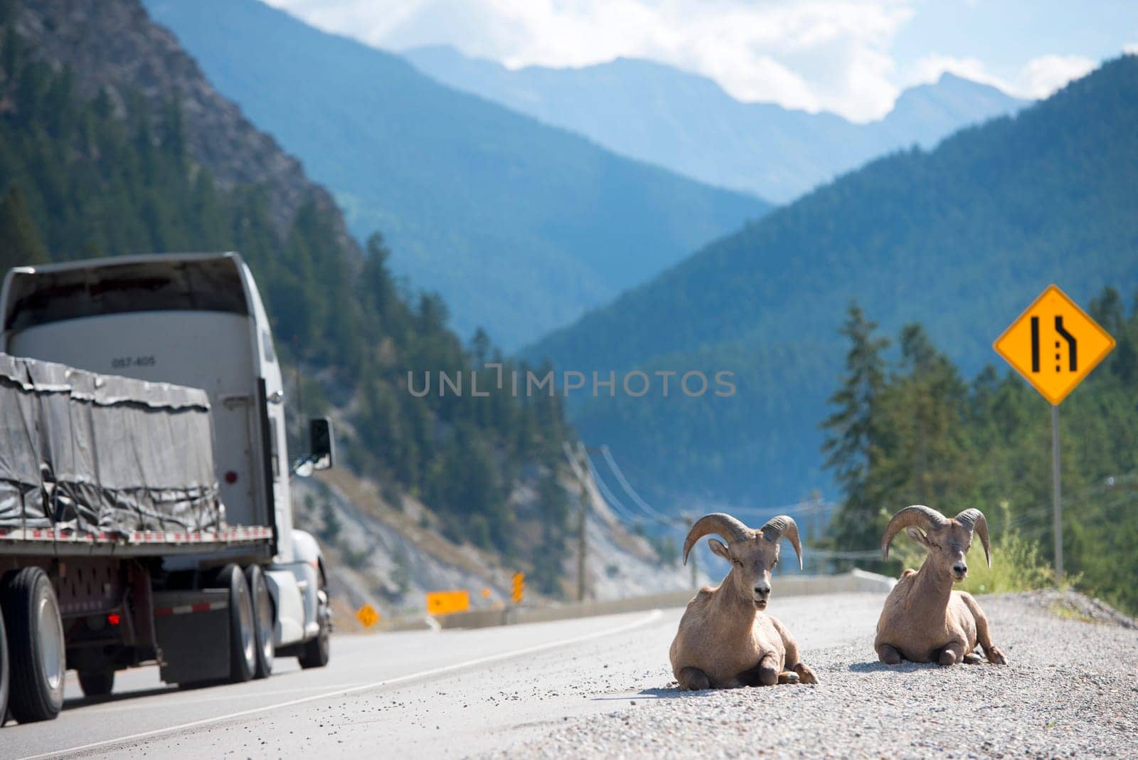 big horns near highway by AndreaIzzotti