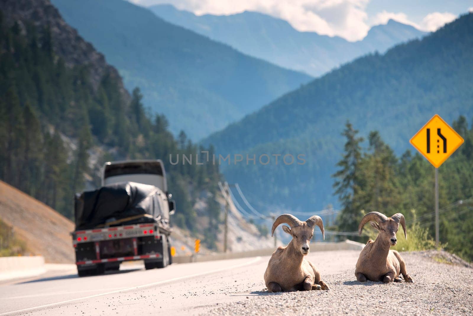 Big Horn near highway portrait by AndreaIzzotti