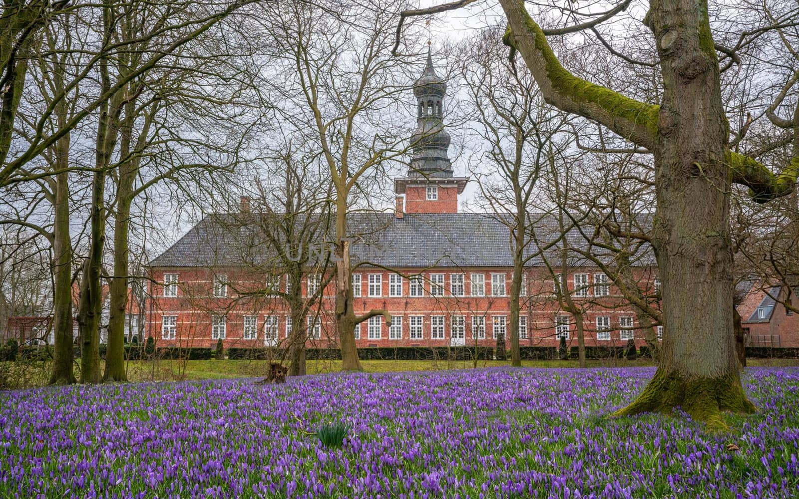 HUSUM, GERMANY - MARCH 10, 2023: Husum Castle during springtime within field of crocuses on March 10, 2023 in Husum, North Frisia, Germany