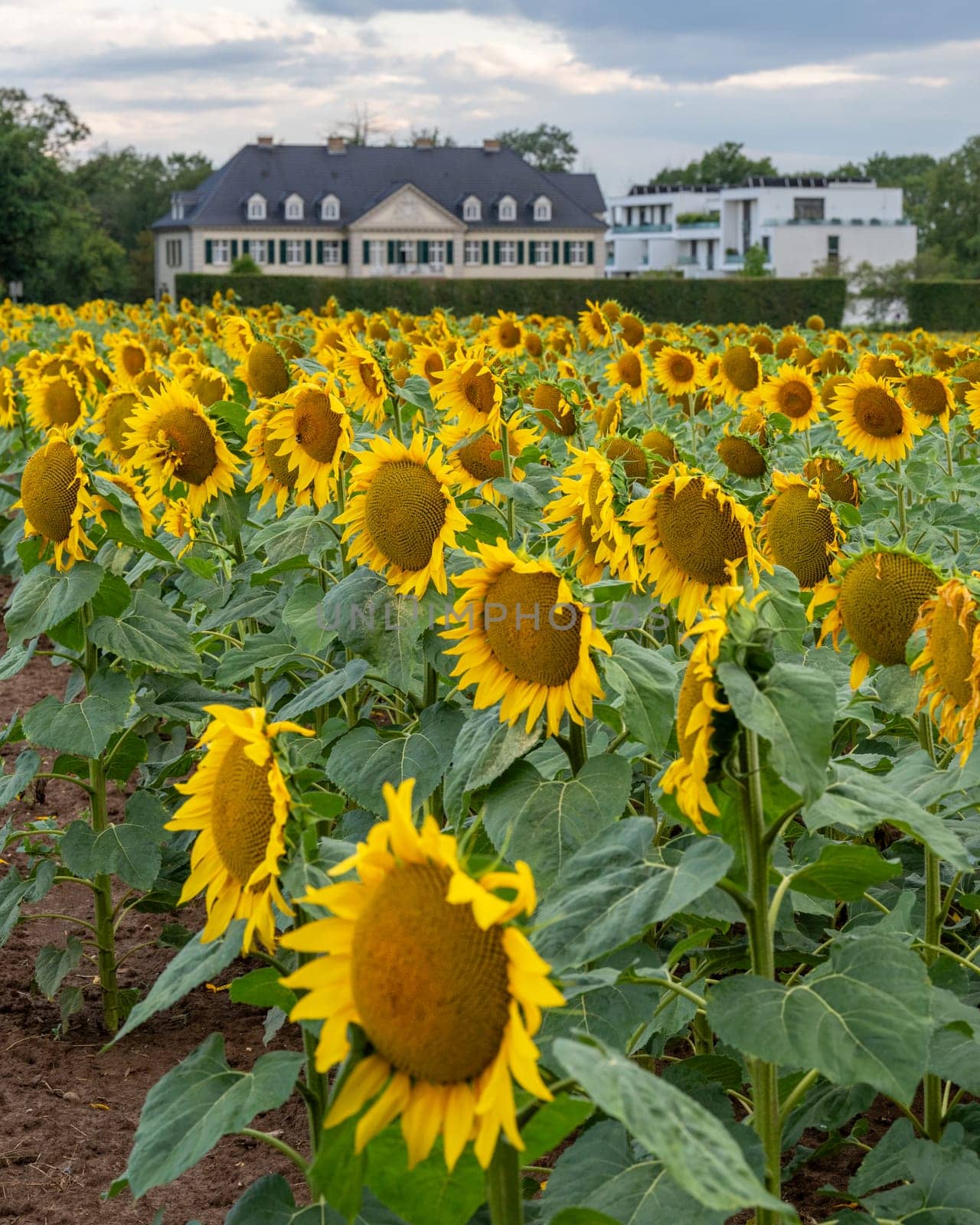 Sunflower, Helianthus annuus by alfotokunst