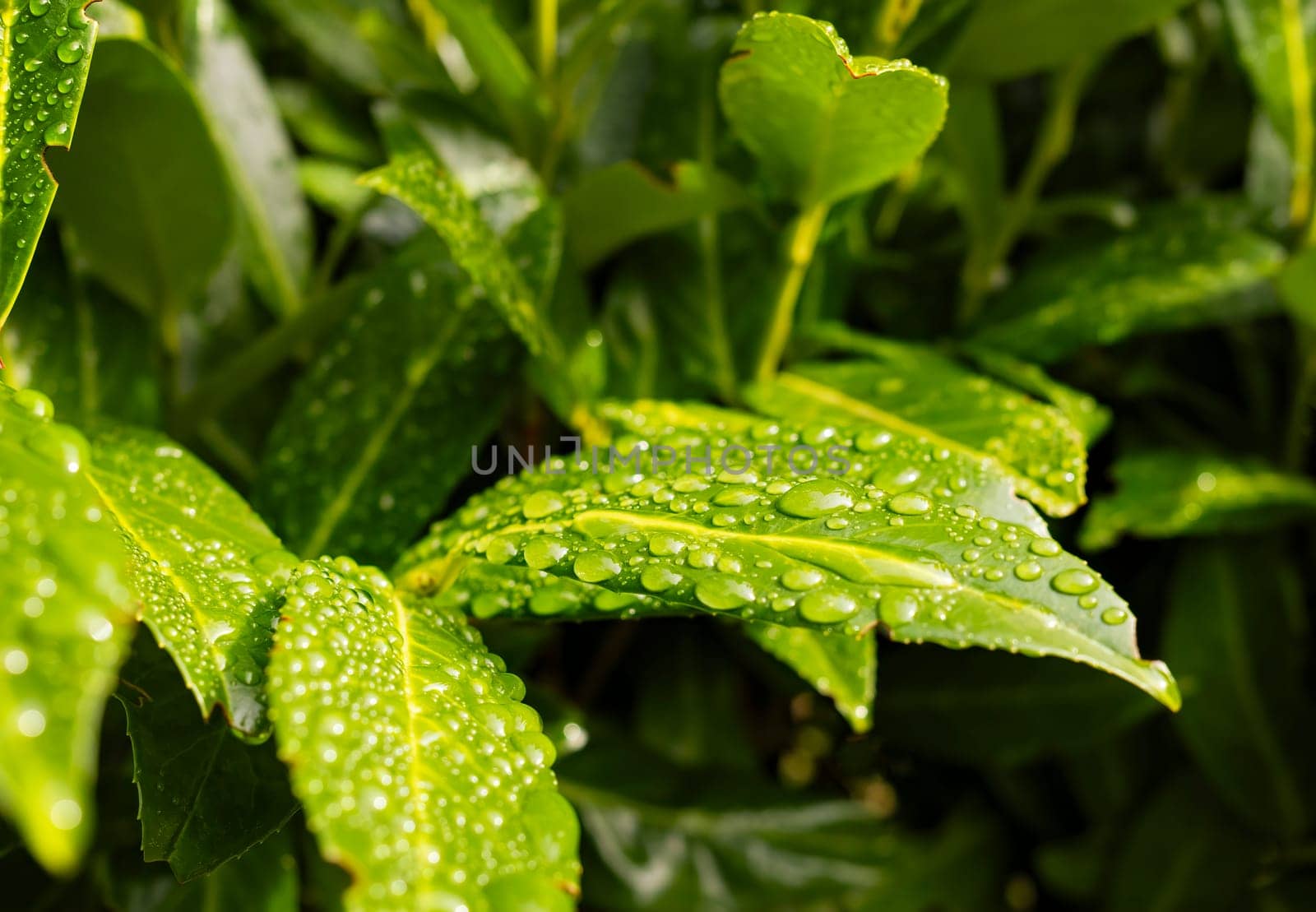 Close up photograph of a set of green leaves in spring with fresh drops of water on them. by csbphoto