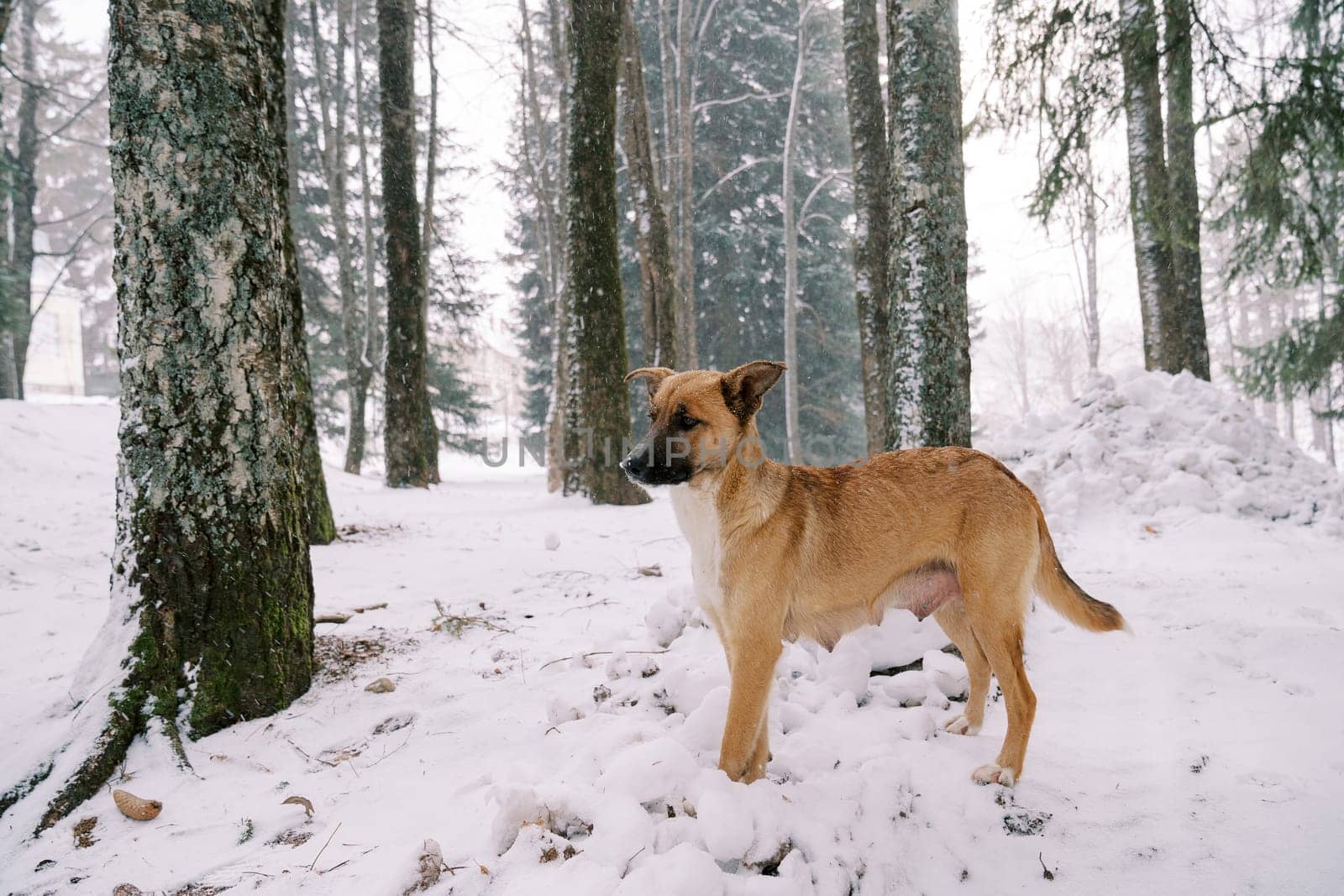 Red dog stands on the snow in the forest and looks to the side by Nadtochiy