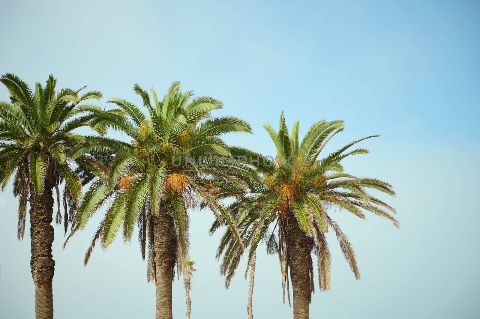 Three beautiful palm trees with hanging ripe organic dates against blue clear sky background. Copy advertising space. Nature backdrop