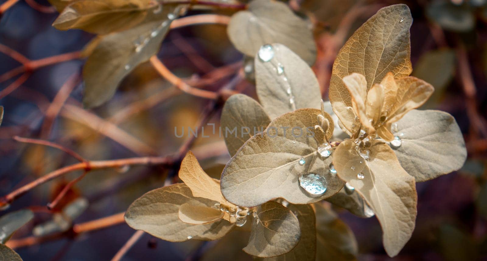Close up rainy twig with young leaves concept photo. Young branches, stems in springtime. Front view photography with blurred background. High quality picture for wallpaper