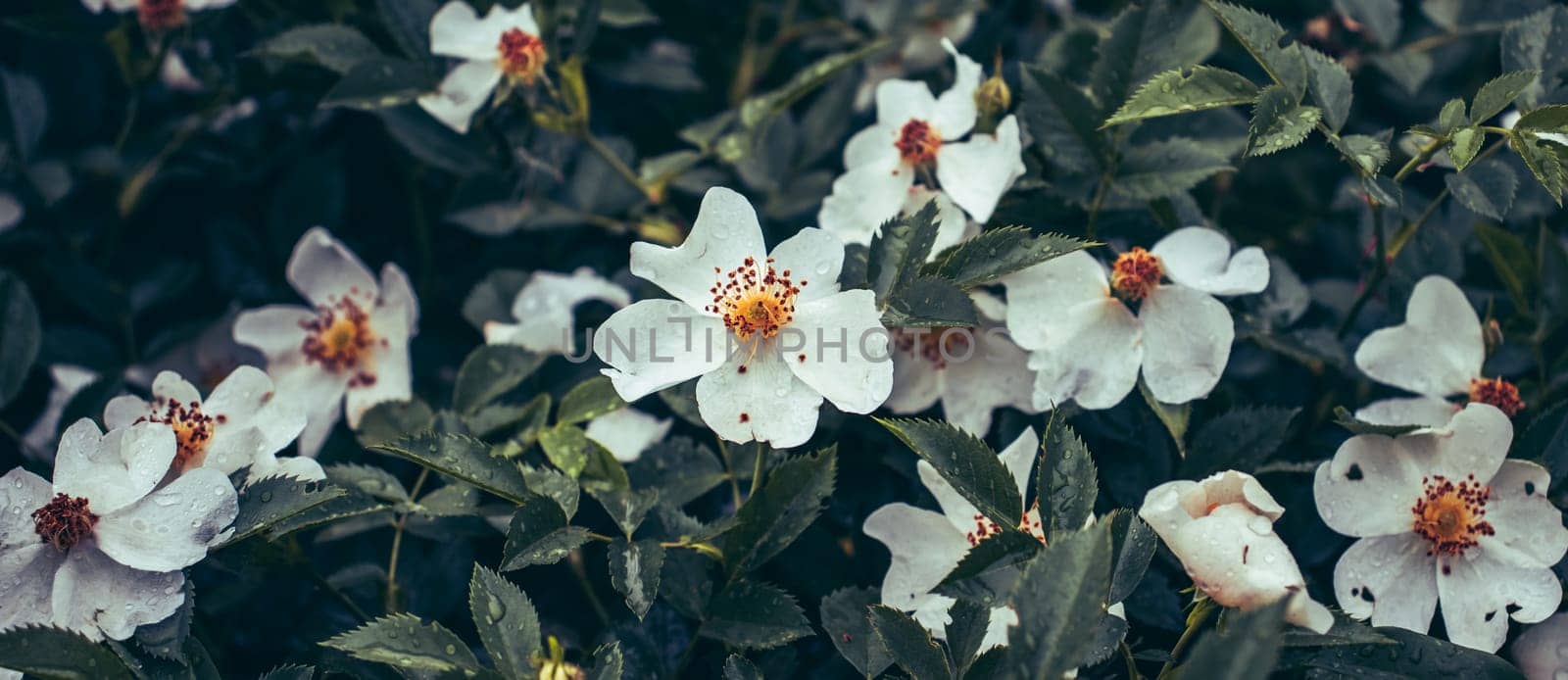 Wild rosehip blossom flower with raindrops concept photo. Growing plants in garden. Front view photography with magical background. High quality picture for wallpaper