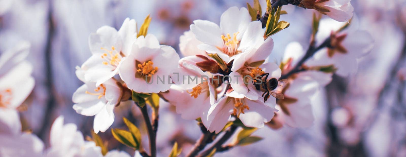 Close up blooming white apricot on tree photo. Blossom festival in spring with eating bee. Photography with blurred background. High quality picture for wallpaper