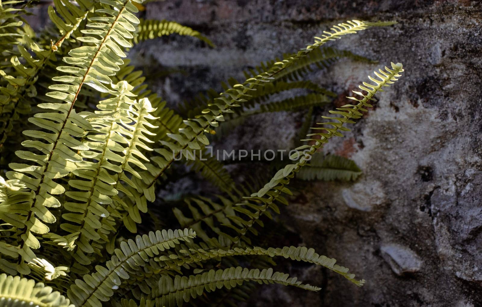 Green fern plants in garden landscape photo. Sunny ferns foliage background photography. Fresh green tropical foliage. Natural fern leaves in evening forest photography. High quality picture for wallpaper, travel blog.