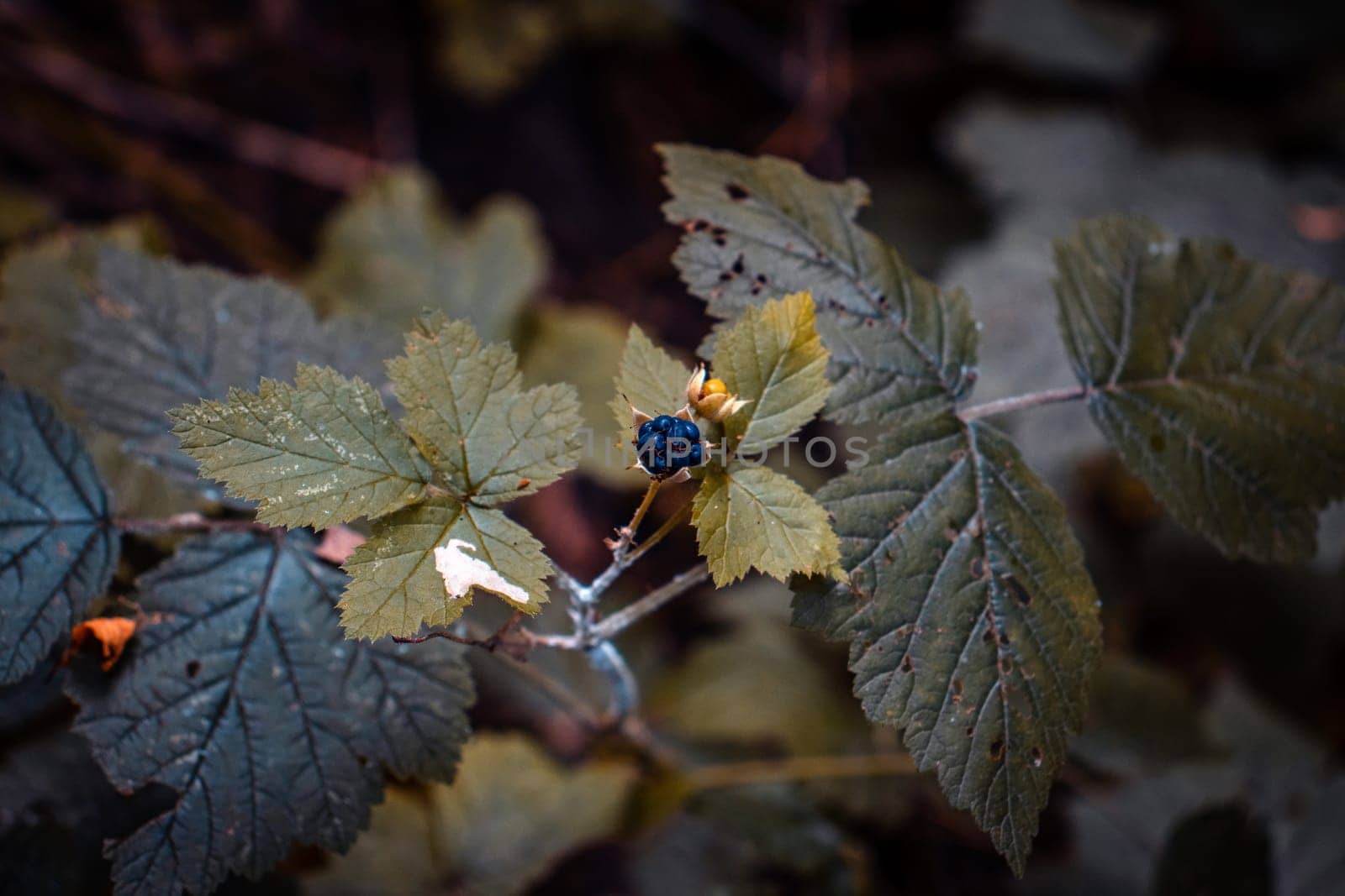 Close up blackberry branch autumn bush photo. Outdoors in rural morning. Front view garden. by _Nataly_Nati_