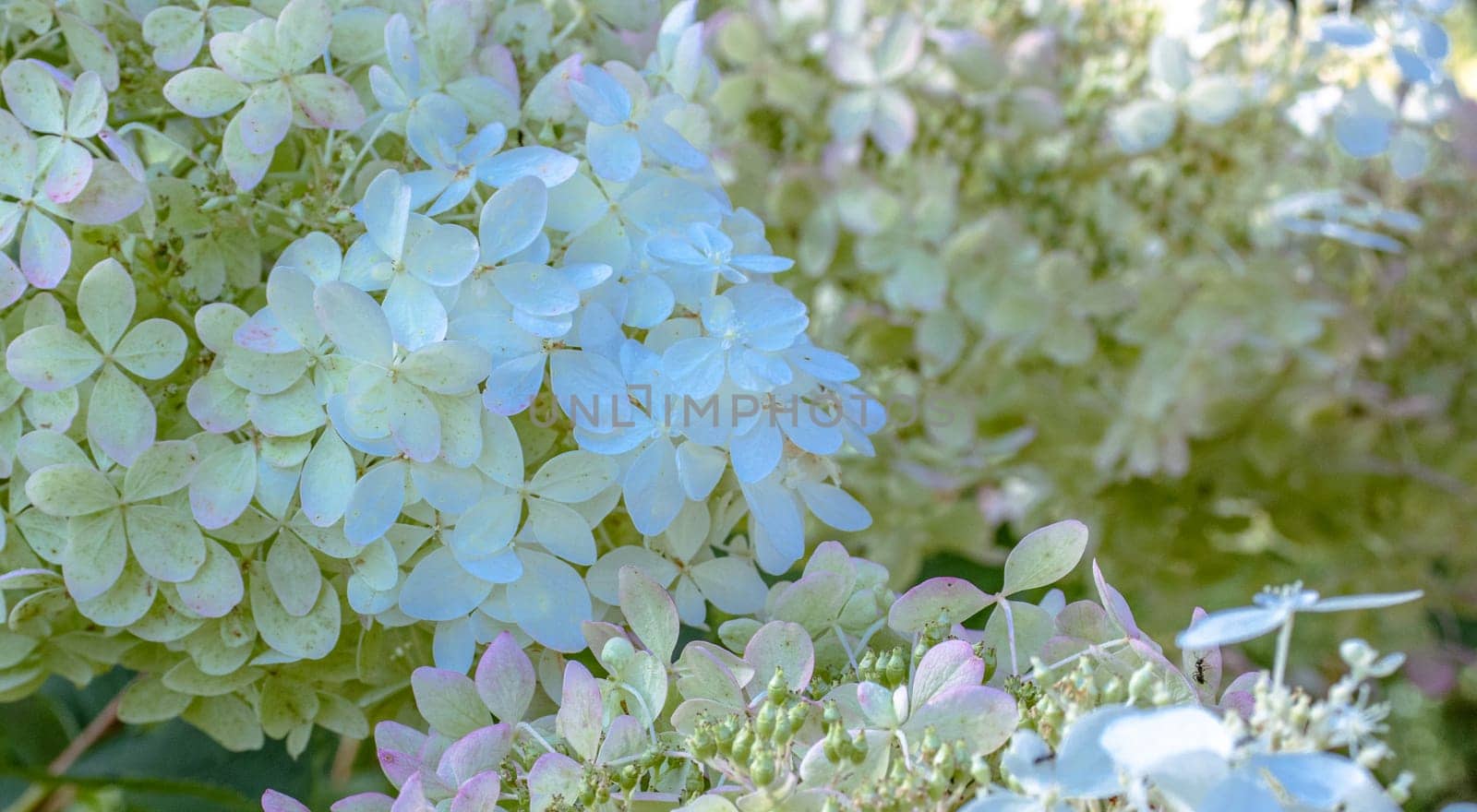 Close up beautiful blue white hydrangea on the bush photo. The flowering hortensia photography. Summer bright flower. High quality picture for wallpaper