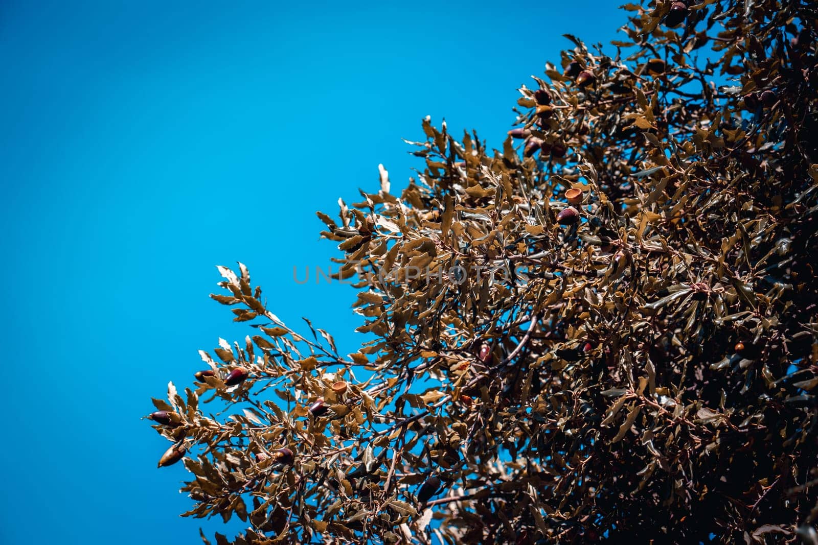 Brown acorns and green oak photo. Acorn on branches with selective focus against blue sunny sky. by _Nataly_Nati_