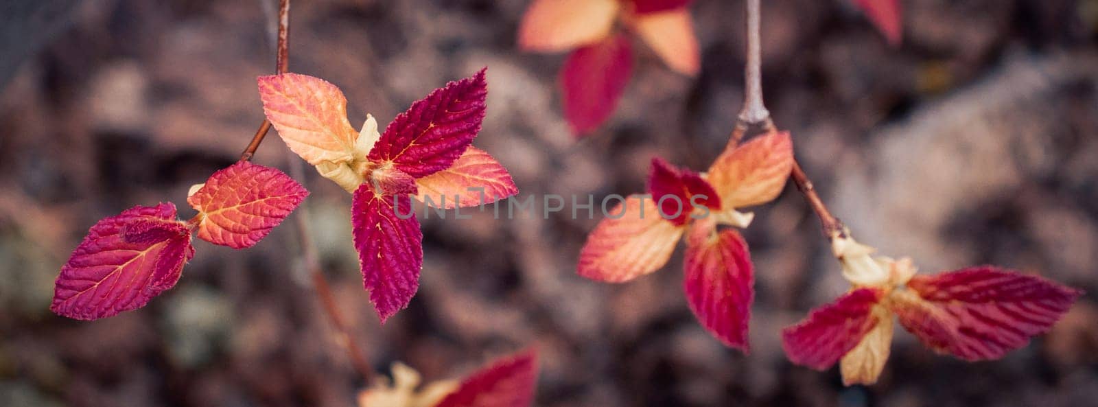 Close up twig with autumn leaves concept photo. Young branches, stems in springtime. by _Nataly_Nati_