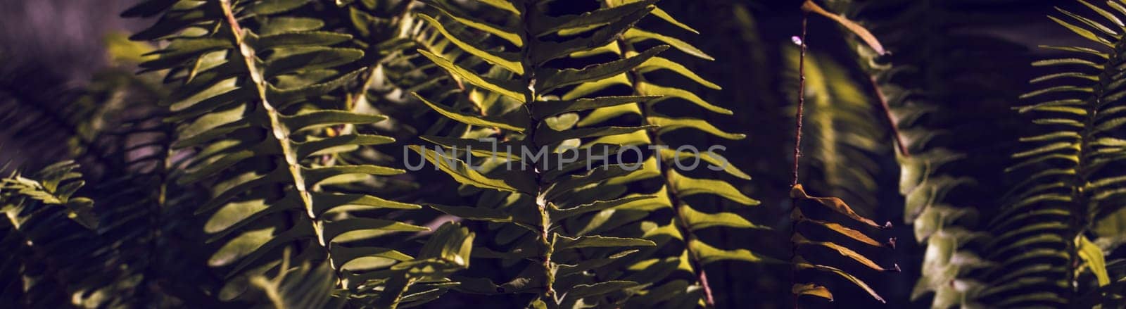 Fern leaves on dark background in sunny forest. Dark green fern leaves in garden. Nature sunny autumn background. Fern at tropical forest. Exotic plant. Beautiful dark green fern leaf texture background.