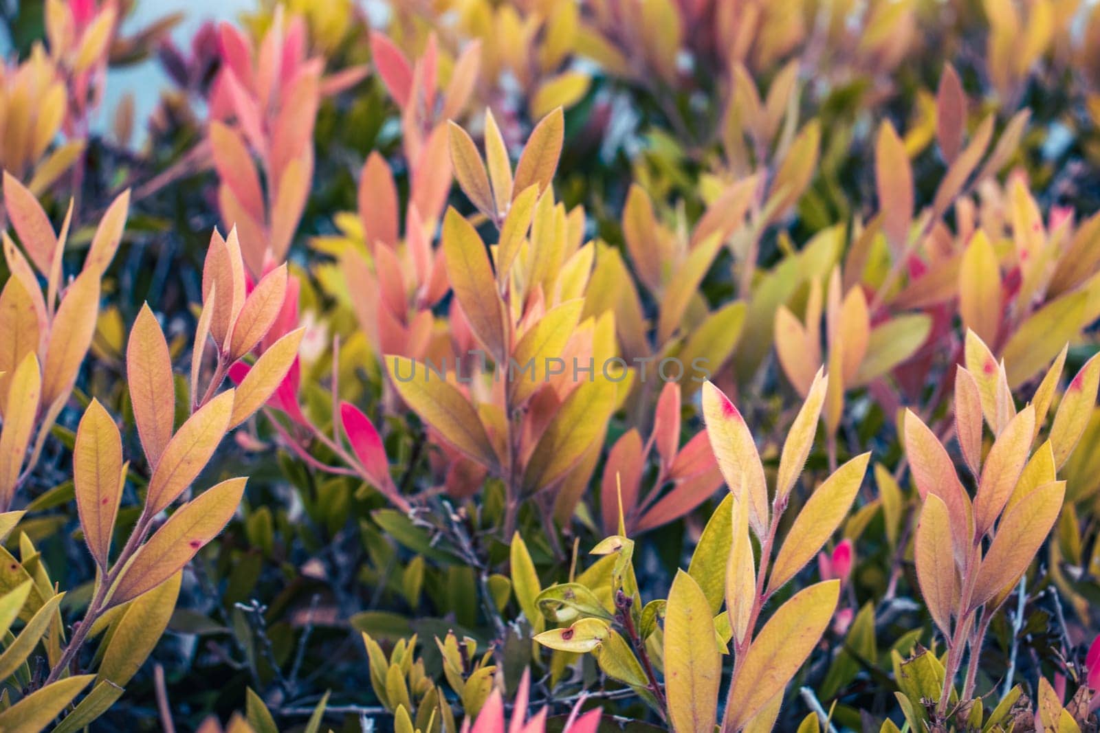 Close up pink leaves of Euonymus shrub on branch in autumn. Colorful bush in the garden concept photography. Countryside at autumn season. Garden blossom morning. High quality picture for wallpaper, article