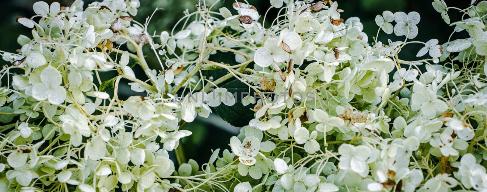 Close up beautiful white hortensia on the bush photo. The flowering of a hydrangea bush. Summer bright flower. High quality picture for wallpaper