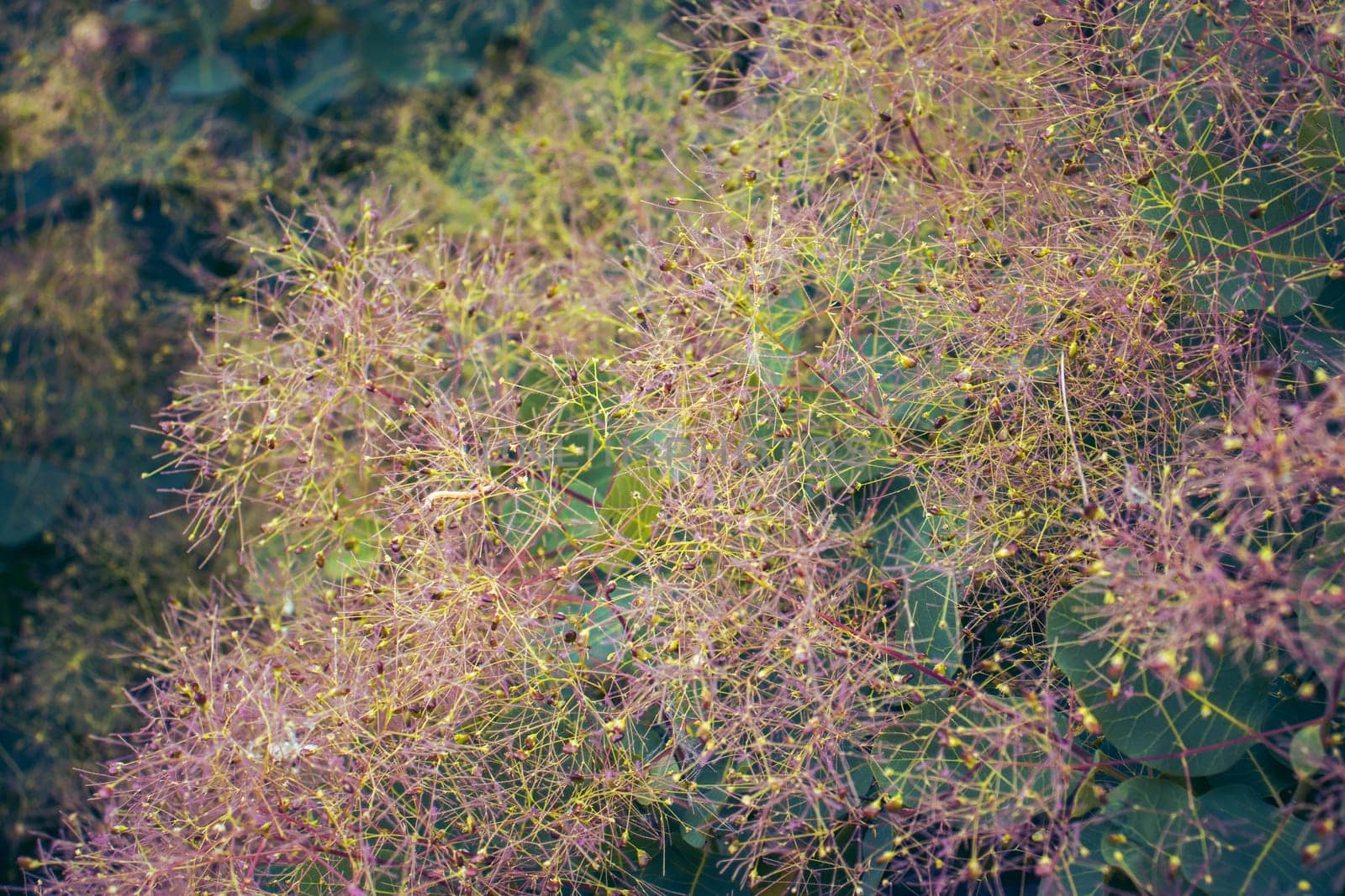 Bright Flowering Smoke Bush photo. Cotinus coggygria blossom bush photography. Growing plants in morning garden. Royal purple smoke bush in the parkland. High quality picture for wallpaper