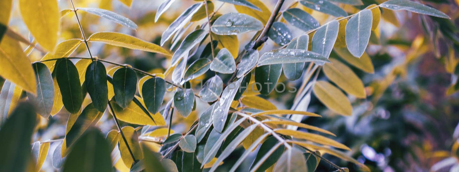 Spring walnut green tree branch under spring rain concept photo. Growing plants in morning garden. Young spring bush, stems in springtime. High quality picture for wallpaper