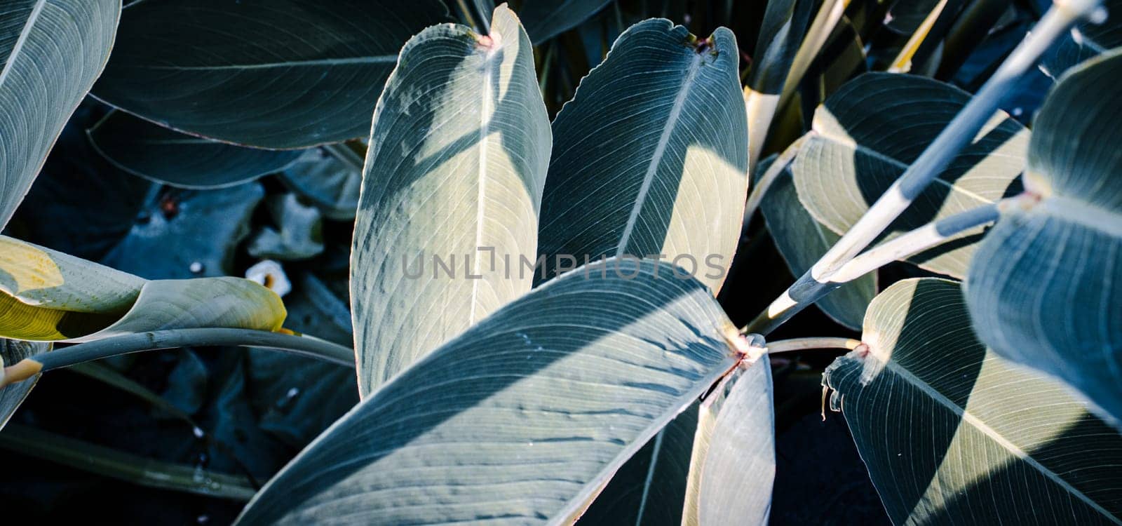 Close up green leaves of tropical plant in morning garden photo. Tropical banana palm leaf view photography. Green leaves under sunshine. Beautiful nature scenery photography. High quality picture for wallpaper, travel blog.