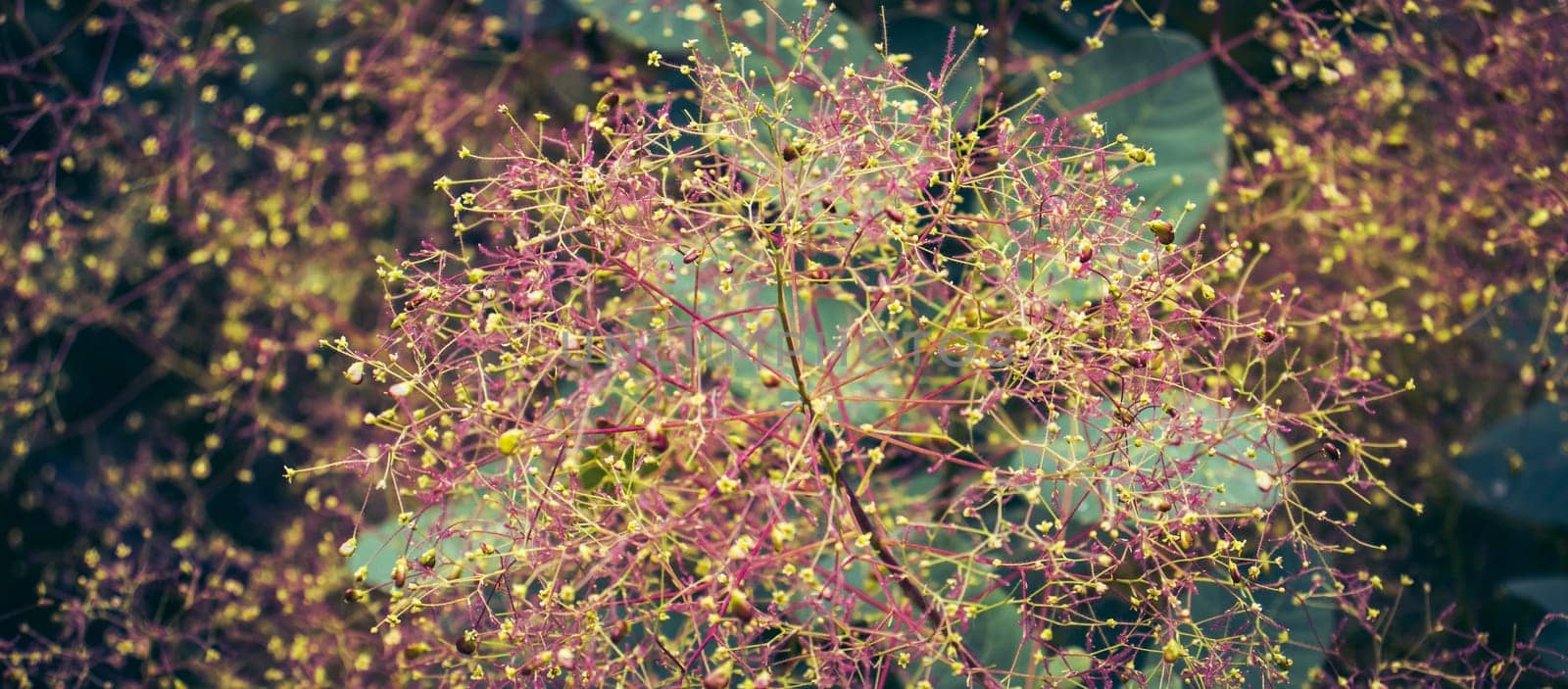 Cotinus coggygria bright blossom bush concept photo. Close up bright blossom bush with raindrops photography by _Nataly_Nati_