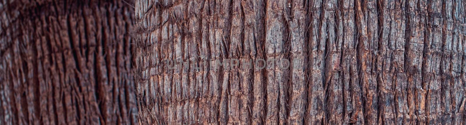 Closeup view texture of coconut tree of nature photo background. Cracked bark of old tropical palm tree. Upper trunk detail of palm tree background texture pattern. Exotic travel. Jungle