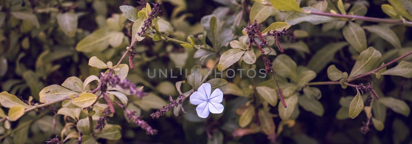Close up blue meadow wildflowers concept photo. Countryside at autumn season. Garden blossom morning. Plumbago auriculata, Cape plumbago. High quality picture for wallpaper, article