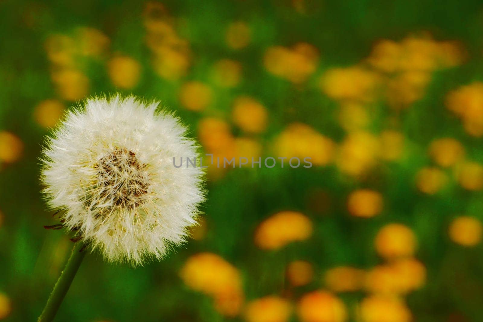 white dandelions first spring meadow flowers in the green grass abstract floral background by gelog67