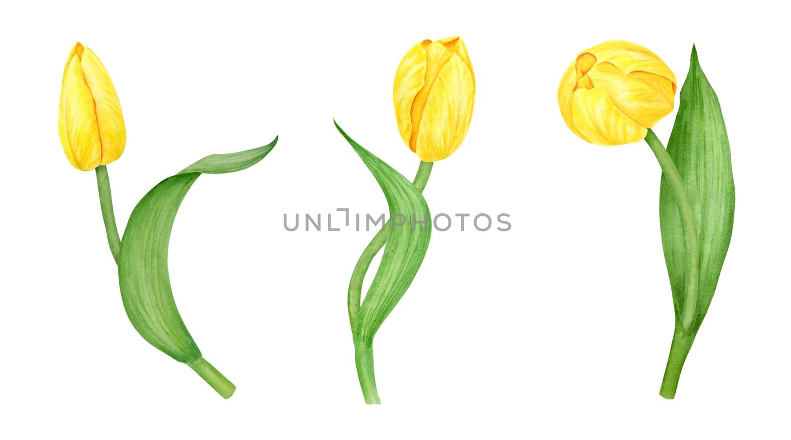 Yellow tulip. Watercolor hand drawn illustration of spring symbol, golden flower. Clip art for Easter, Mothers Day, Womens Day, March 8 cards, wedding, farmer and floristic prints, travelbooks, packing