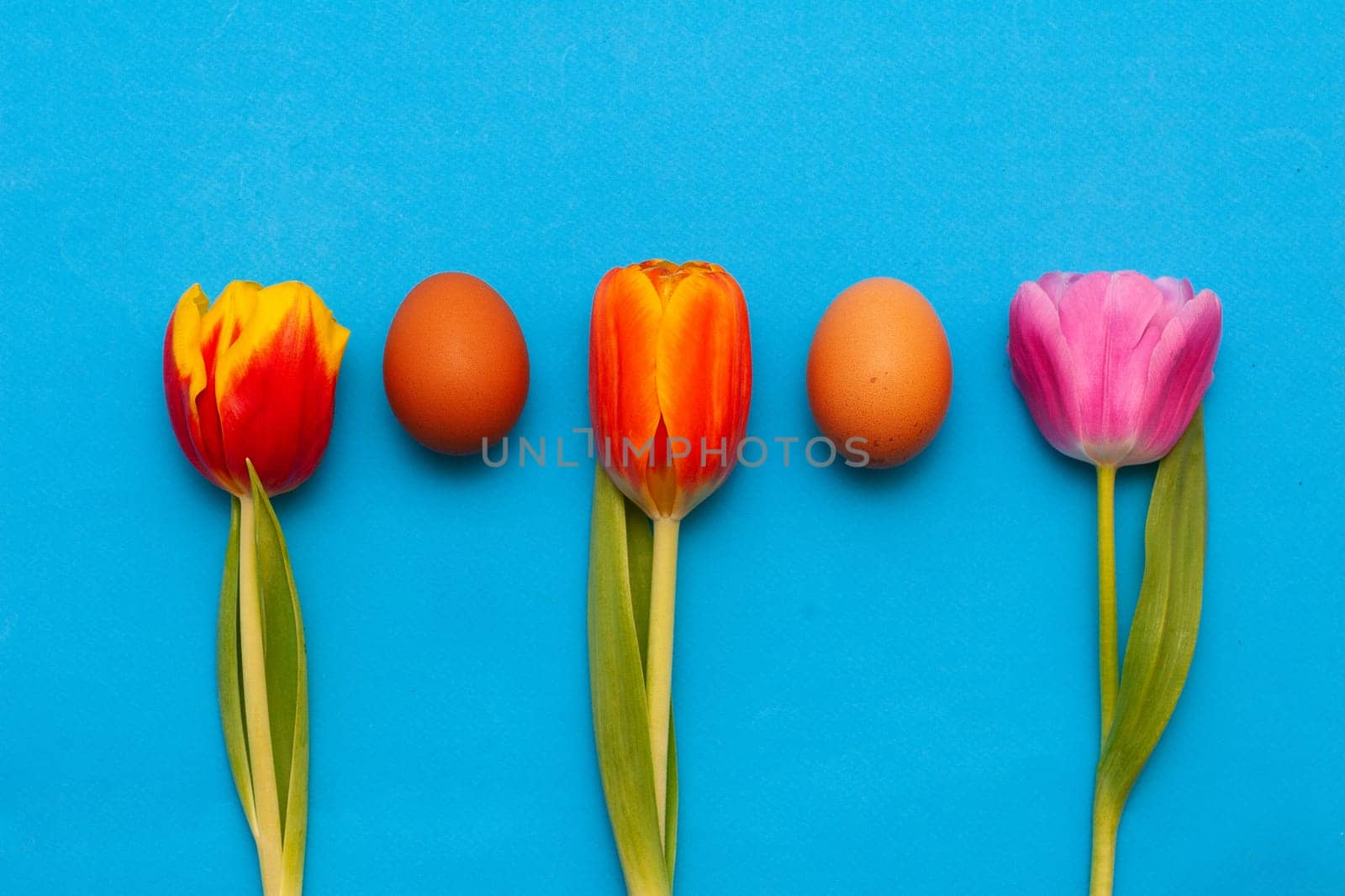 Three different red tulips and two chicken brown eggs on a blue background. by gelog67